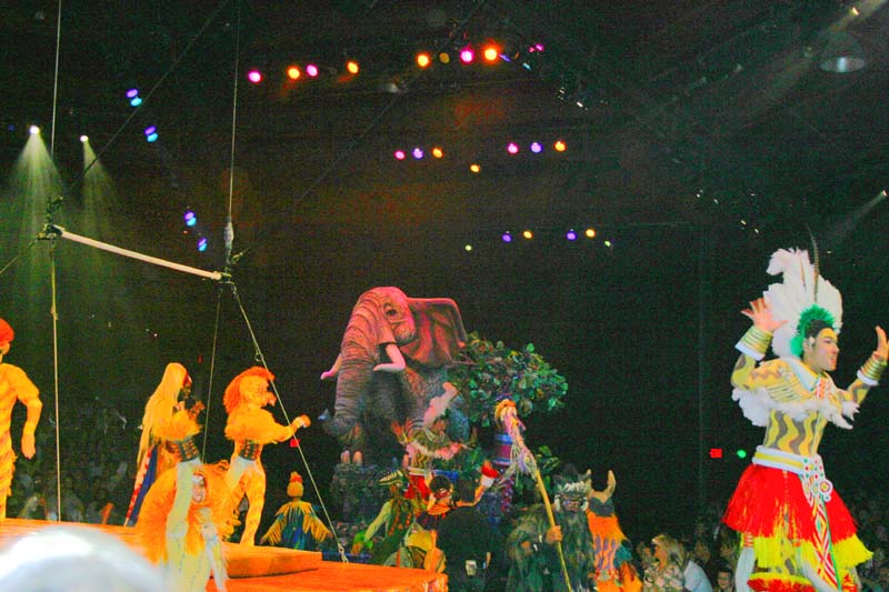 Festival of the Lion King 05