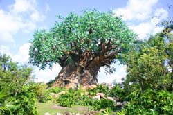 Animal Kingdom 08